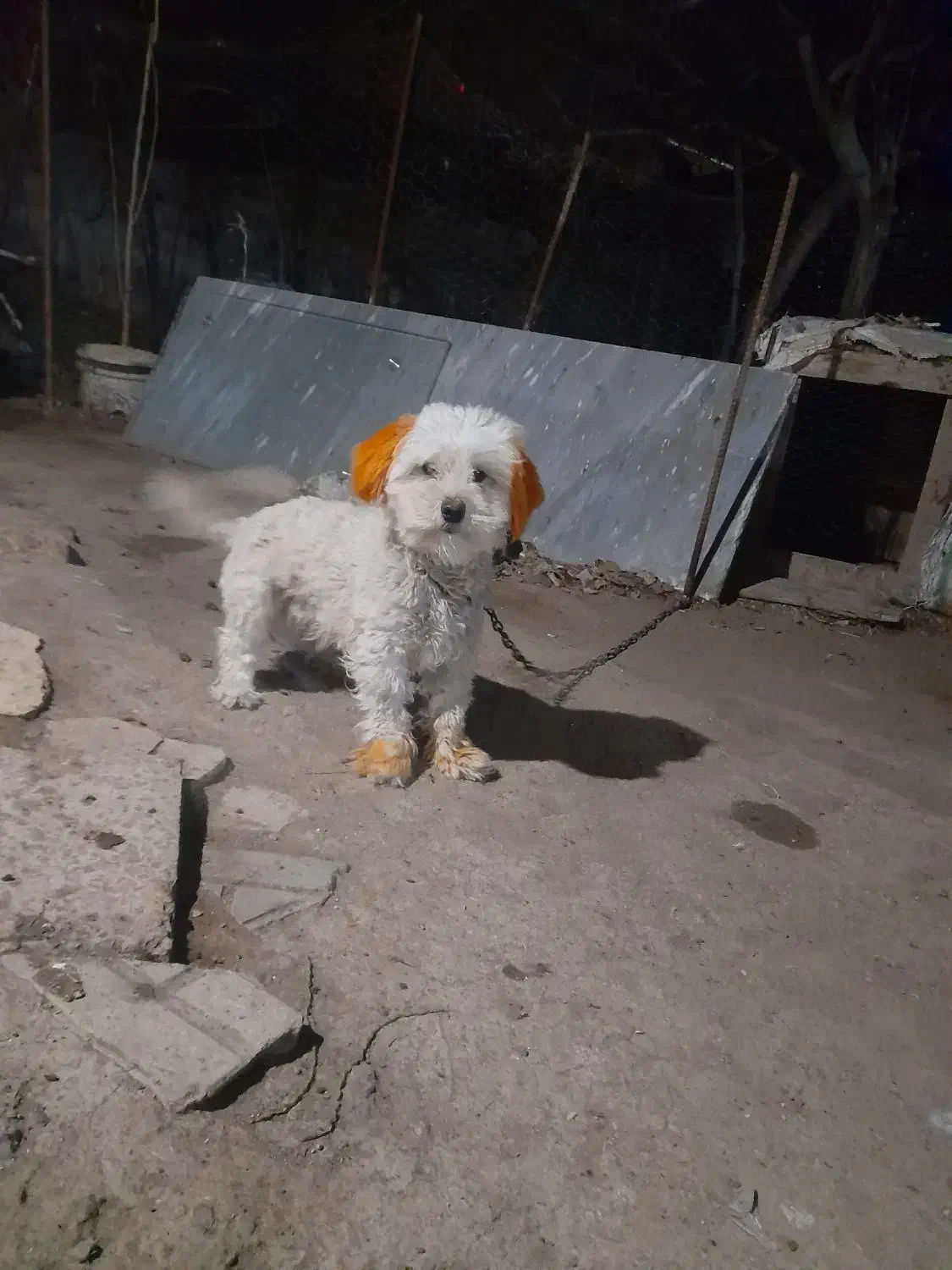 سگ پاکوتاه|سگ|اردبیل, |دیوار