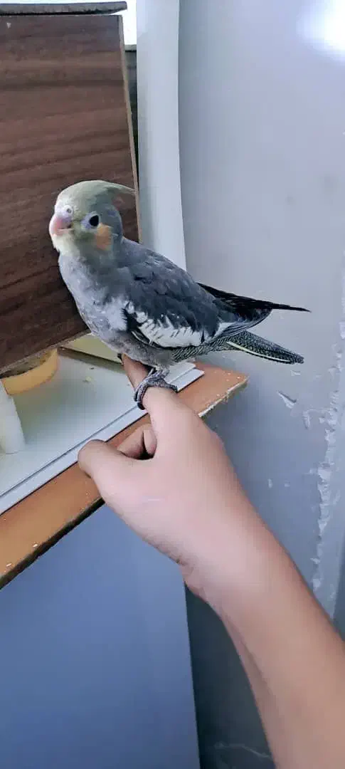 عروس هلندی|پرنده|مشهد, زمانه|دیوار