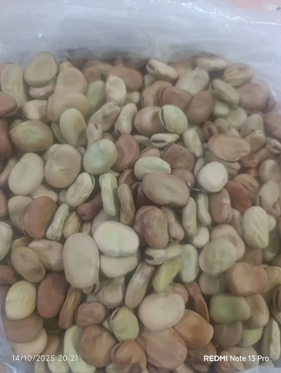 باقلا میان رس ایستا|خدمات باغبانی و درختکاری|سیمین شهر, |دیوار