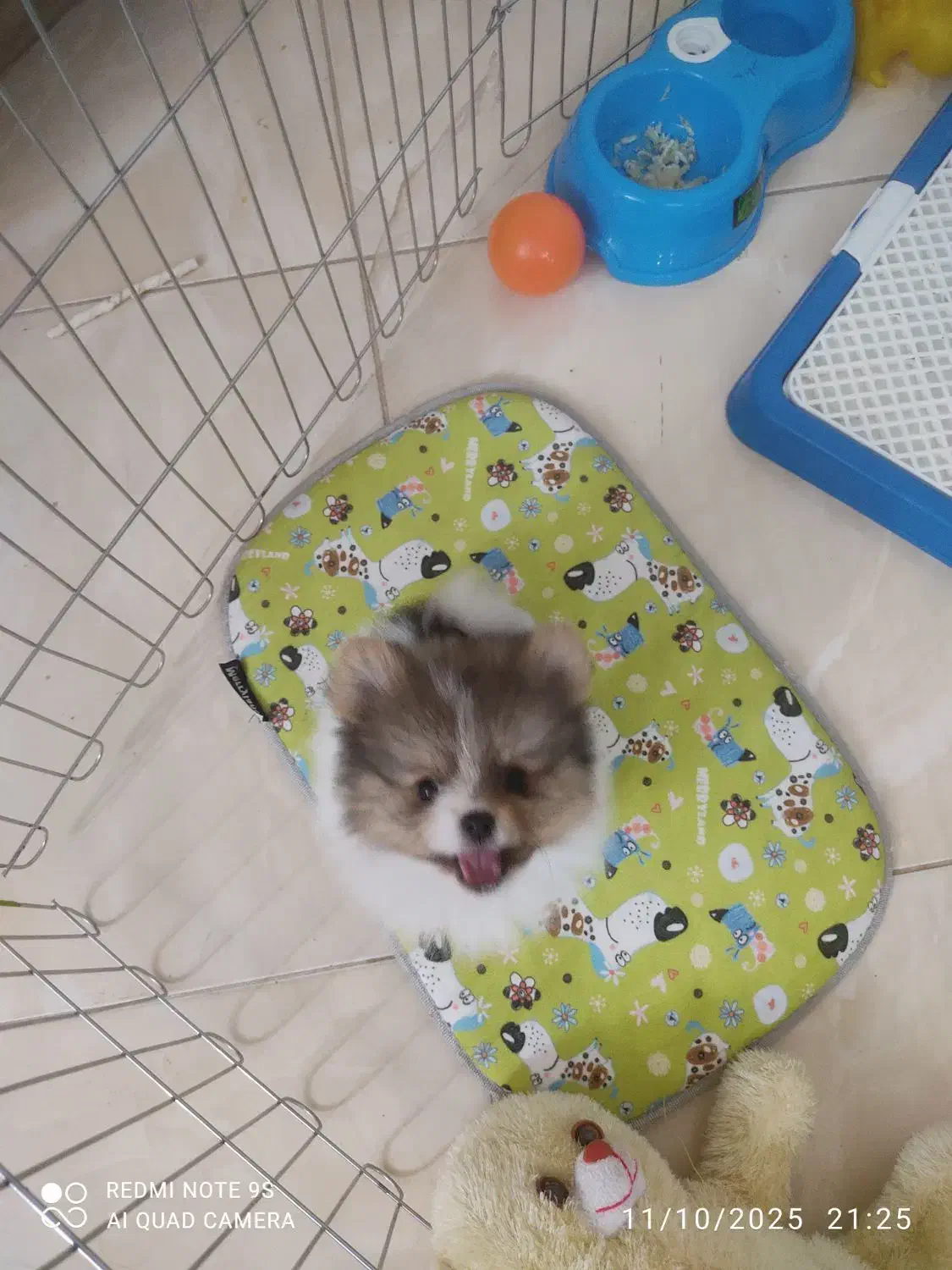 سگ پامر خرسی پاندایی|سگ|اصفهان, شهرک ولیعصر|دیوار