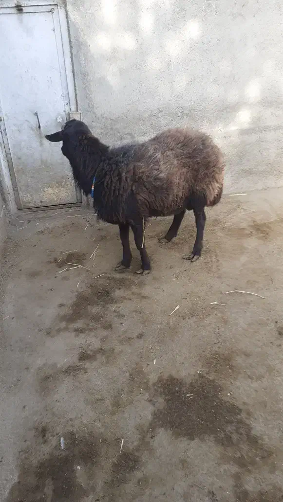 گوسفند نر نژاد افشار|حیوانات مزرعه|هشتگرد, شهرک راه آهن|دیوار