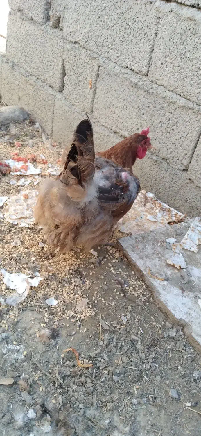 چهار تا مرغ تخم گذار|حیوانات مزرعه|خوی, |دیوار