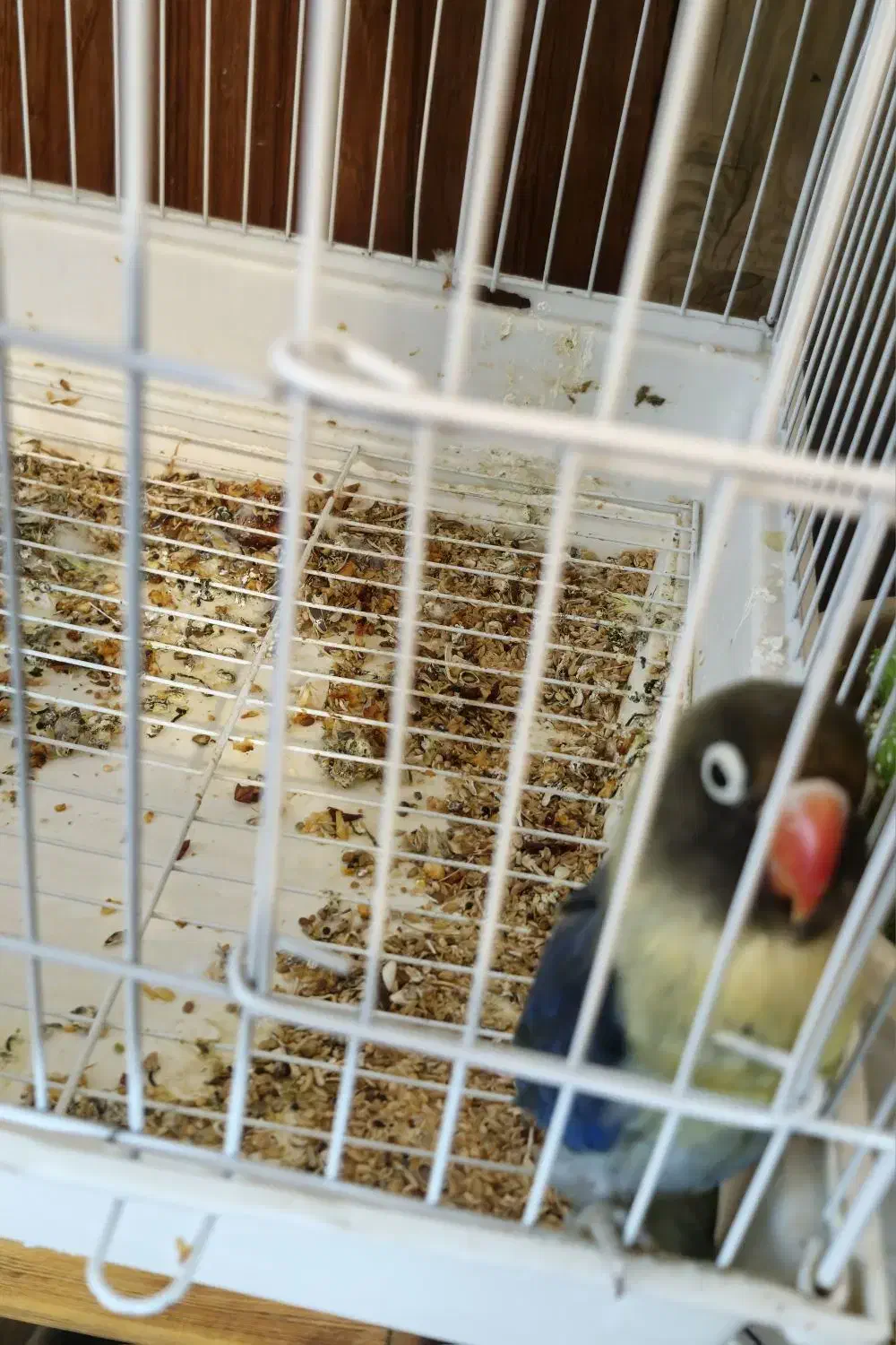 کوتوله برزیلی|پرنده|اصفهان, درب کوشک|دیوار