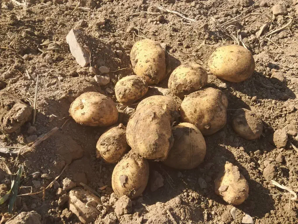 سیب زمینی بذری|خدمات باغبانی و درختکاری|جیرفت, |دیوار