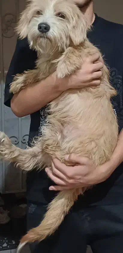 آگهی سگ|سگ|قائم‌شهر, |دیوار