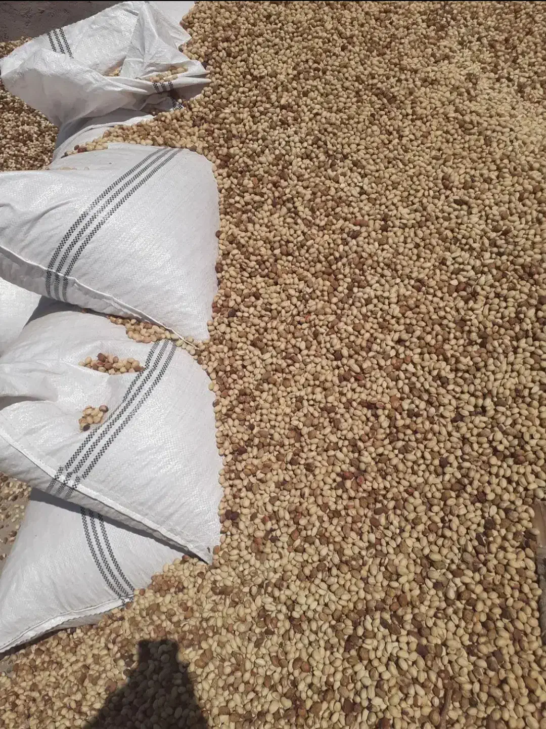 خرید پسته پوک و روابی|خدمات باغبانی و درختکاری|سیرجان, |دیوار