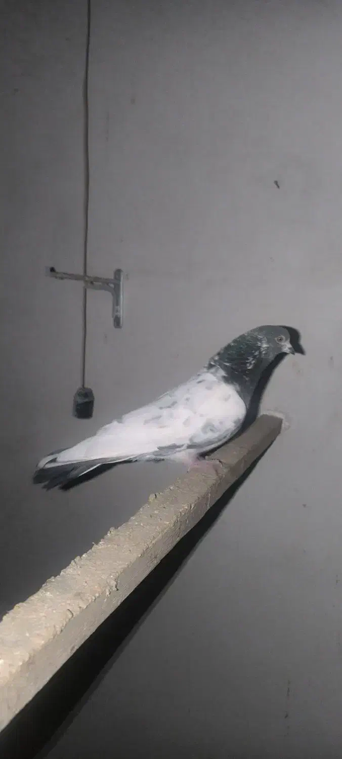 کبوتر|پرنده|گل تپه, |دیوار