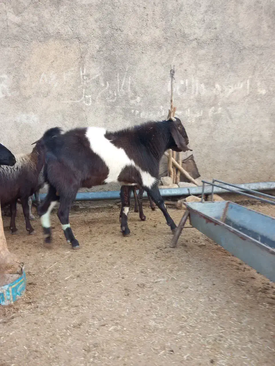 نر بز نجدی|حیوانات مزرعه|الشتر, |دیوار