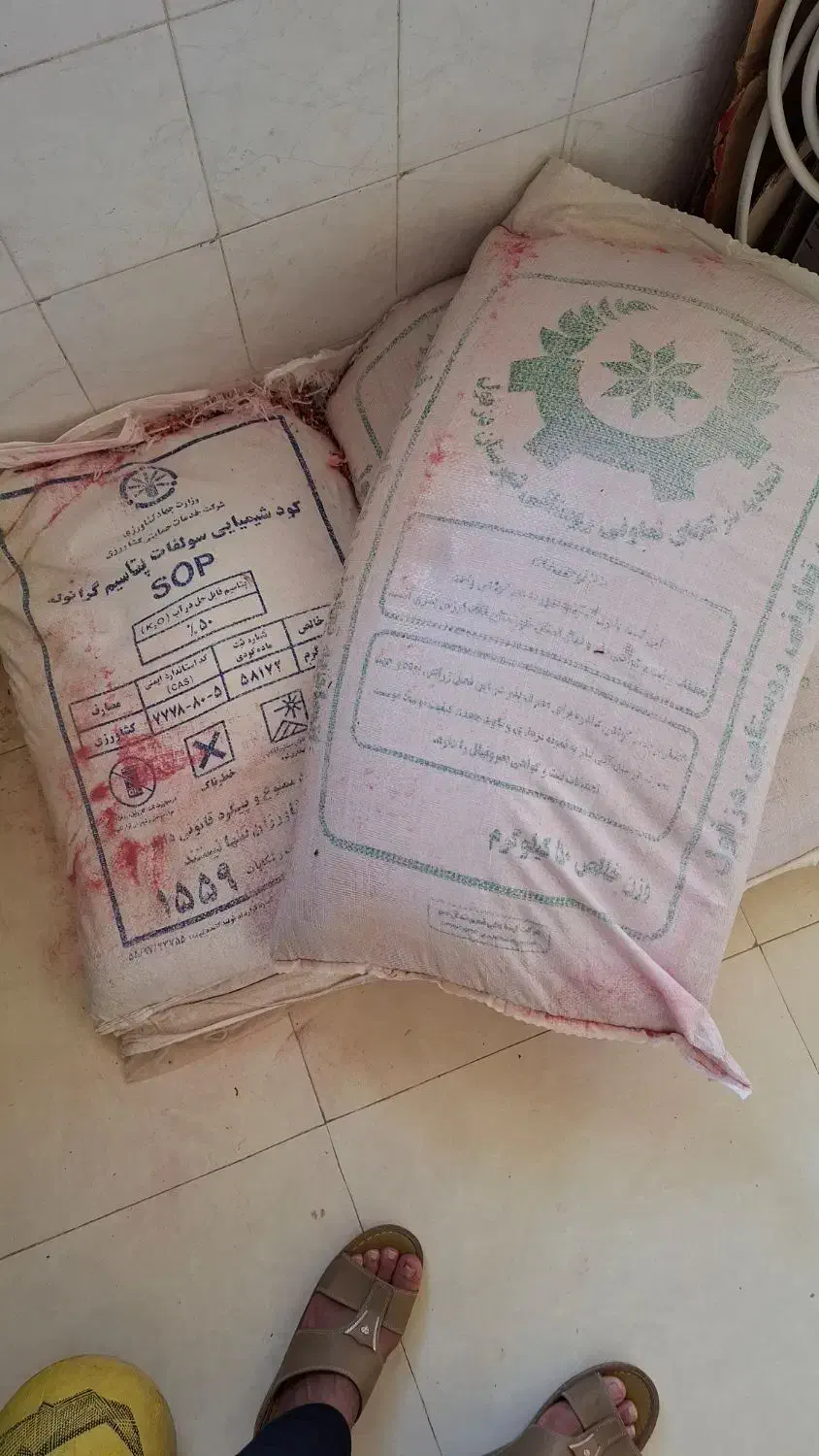 گندم بذر کارتی|حراج|اهواز, زرگان|دیوار