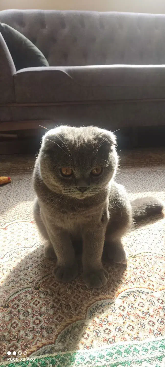 گربه بریتیش شناسنامه دار|گربه|قم, پردیسان|دیوار