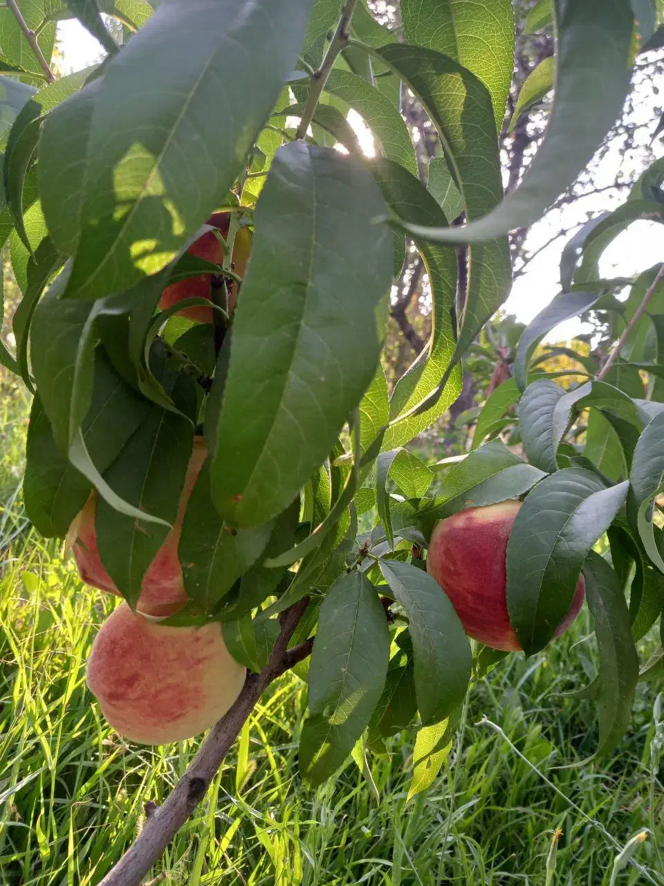 باغچه الوان|فروش دفتر صنعتی، کشاورزی، تجاری|انزل, |دیوار