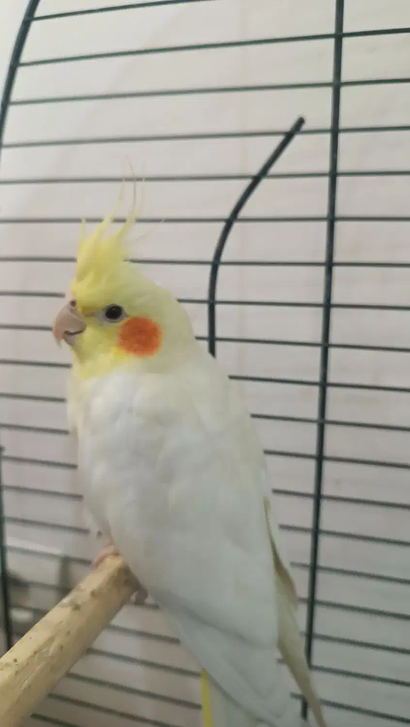 عروس هلندی ماده|پرنده|تهران, تسلیحات|دیوار