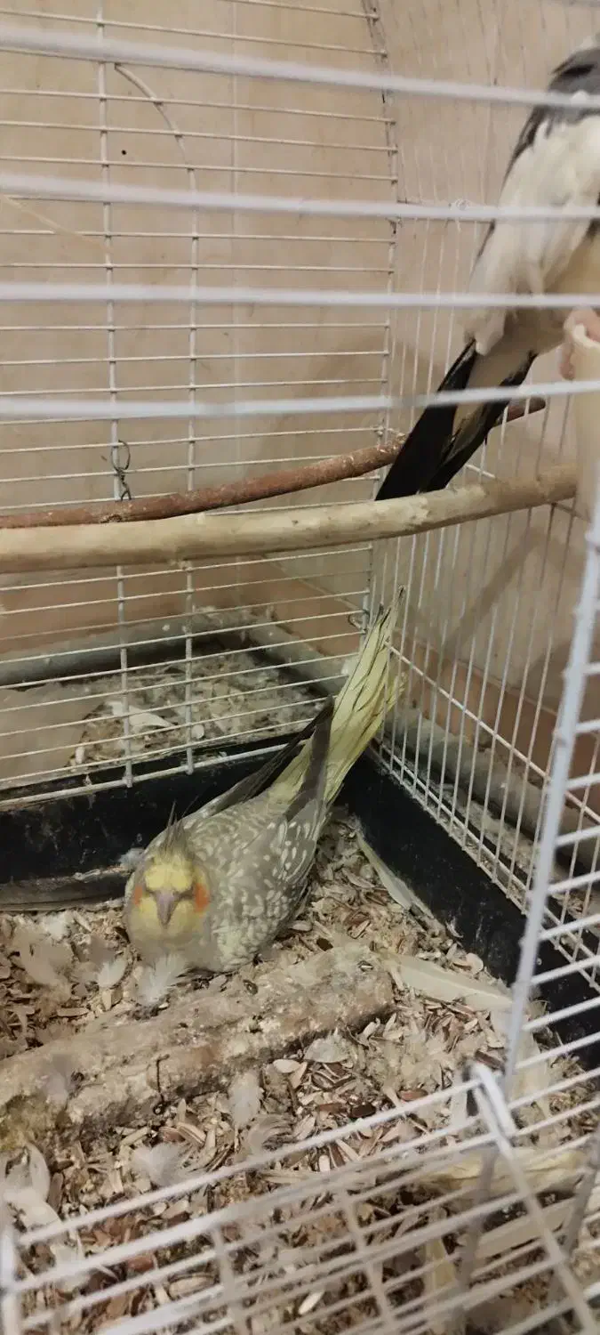 عروس هلندی مولد|پرنده|قرچک, داوود آباد|دیوار