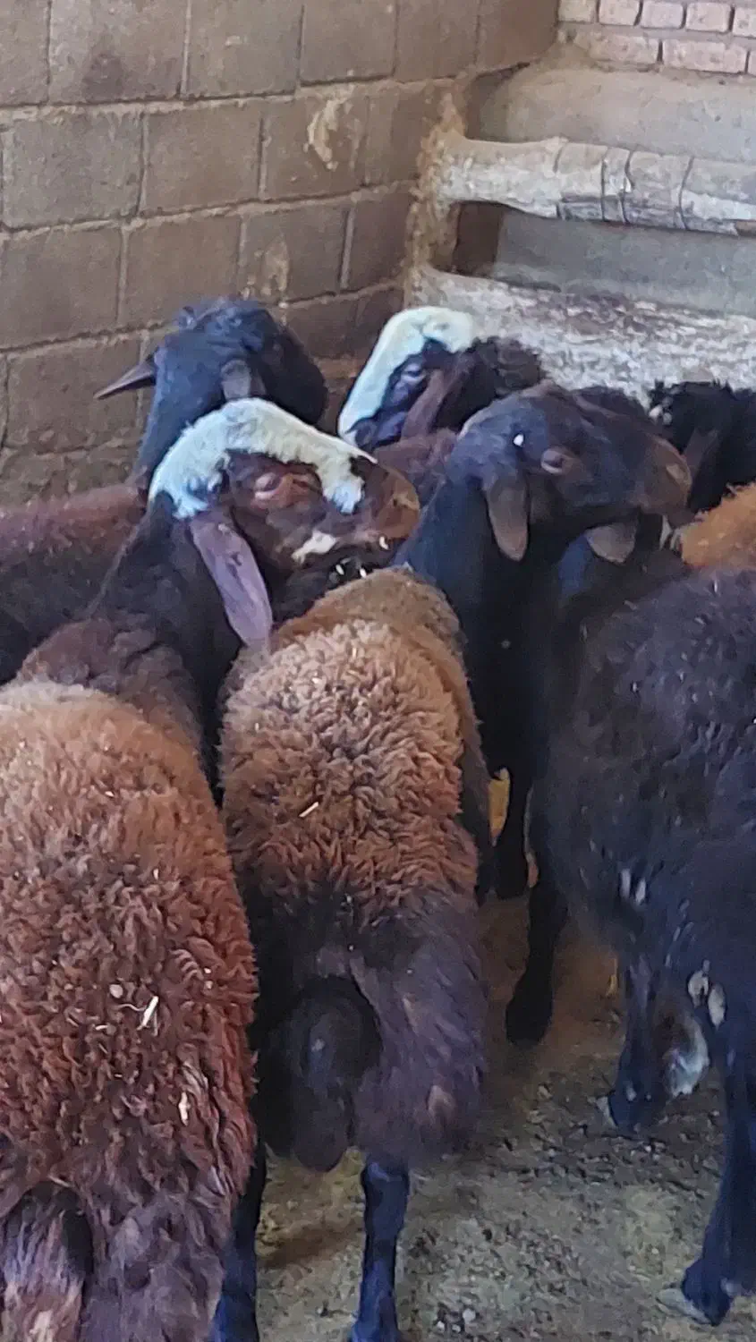 بره نر|حیوانات مزرعه|سنندج, |دیوار