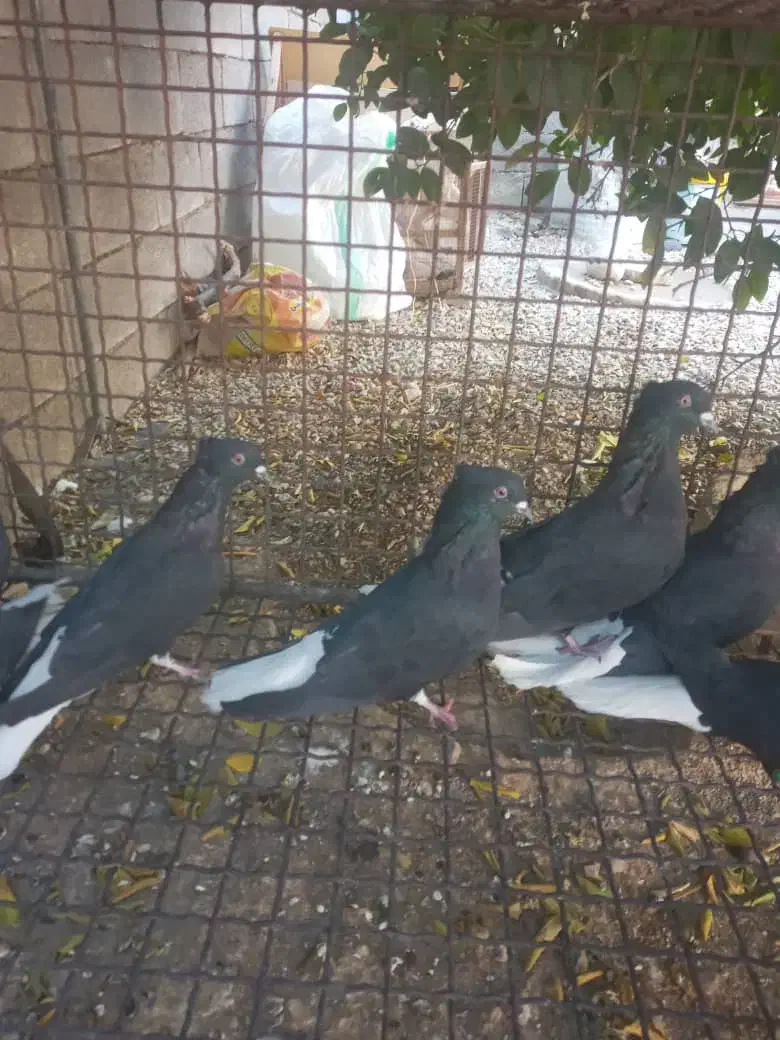 کبوتر سیاه دم سفید|پرنده|بهبهان, |دیوار