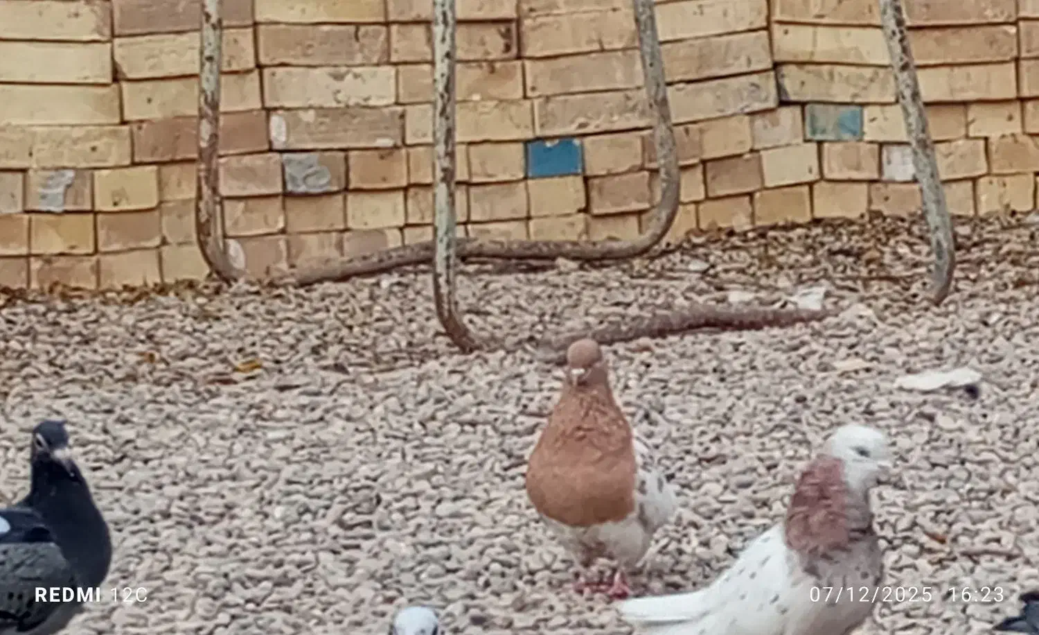 پرنده رنگی و پلاکی|پرنده|گتوند, |دیوار