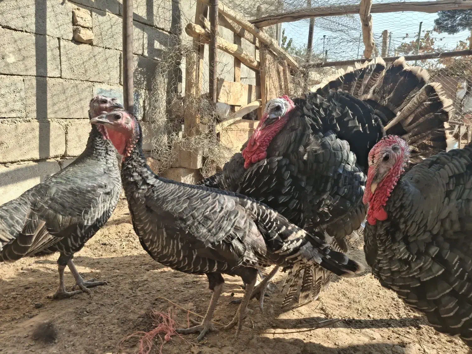 بوقلمون بالغ و خروس محلی|حیوانات مزرعه|شریف‌آباد, |دیوار