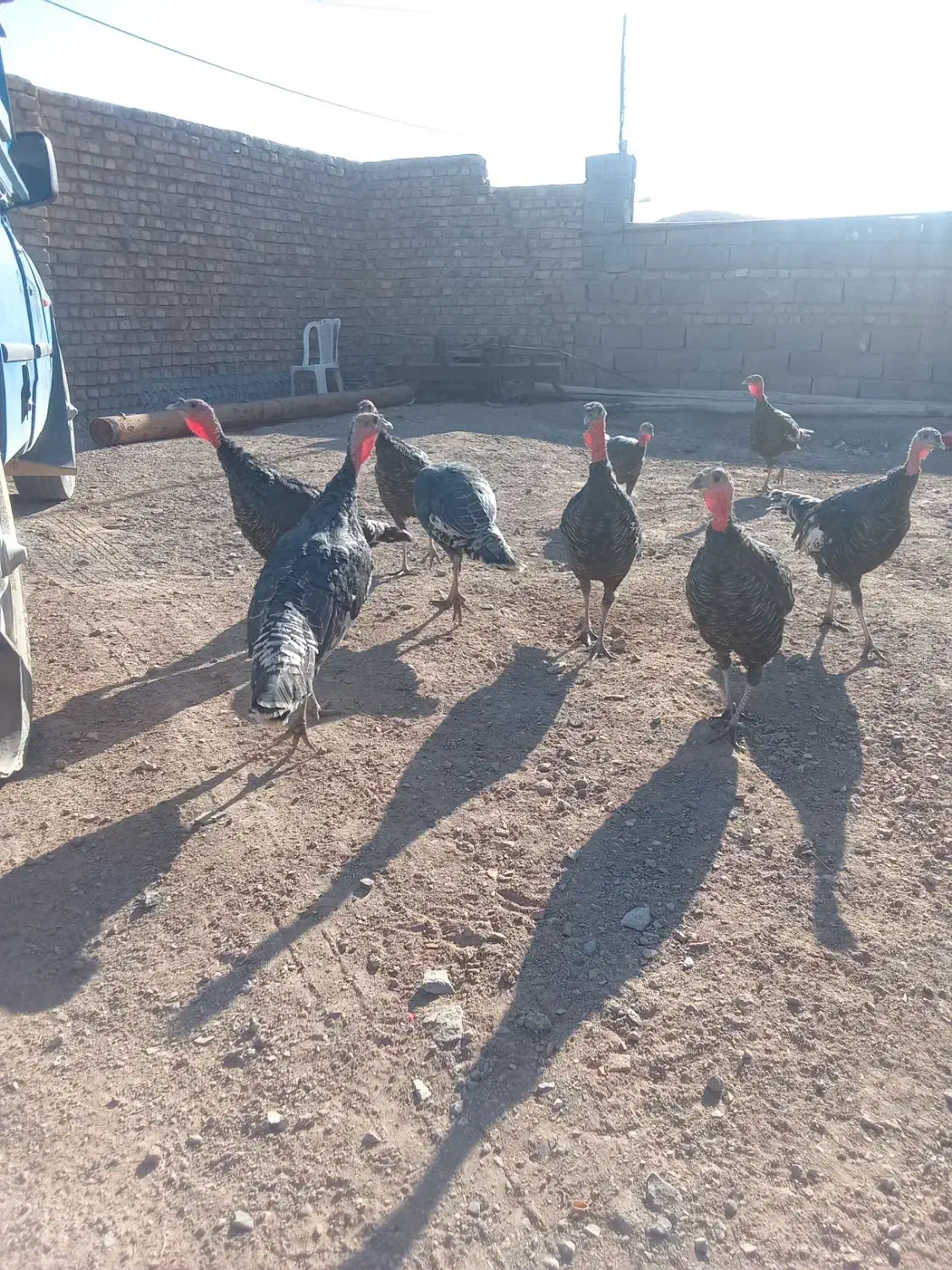 بوقلمون نر و ماده|حیوانات مزرعه|نیشابور, خط کاشمر|دیوار