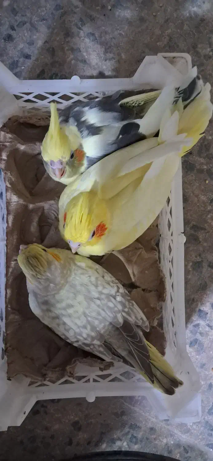 طوطی عروس سرلاکی|پرنده|بابل, |دیوار