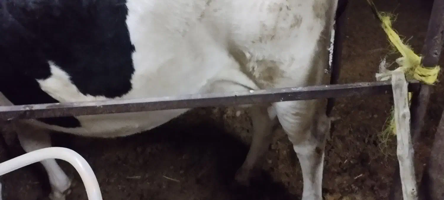 گاو شیری|حیوانات مزرعه|مشهد, شمس آباد|دیوار