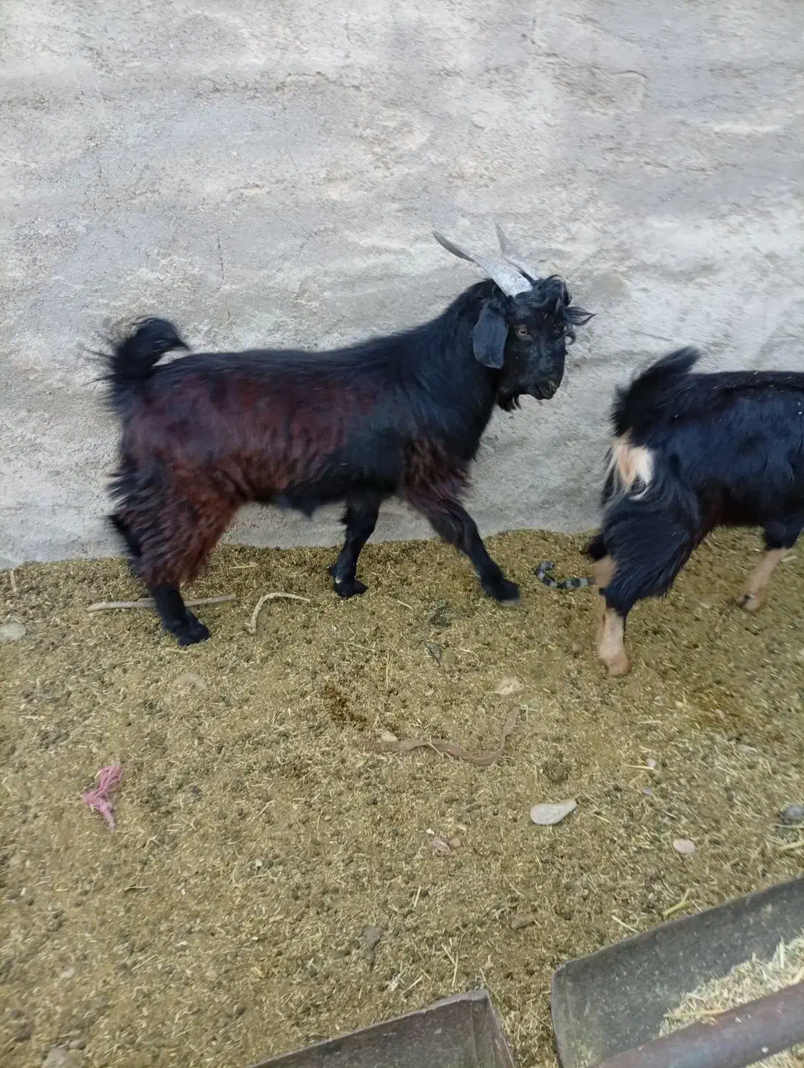 بر قوچ بسیار عالی|حیوانات مزرعه|طسوج, |دیوار