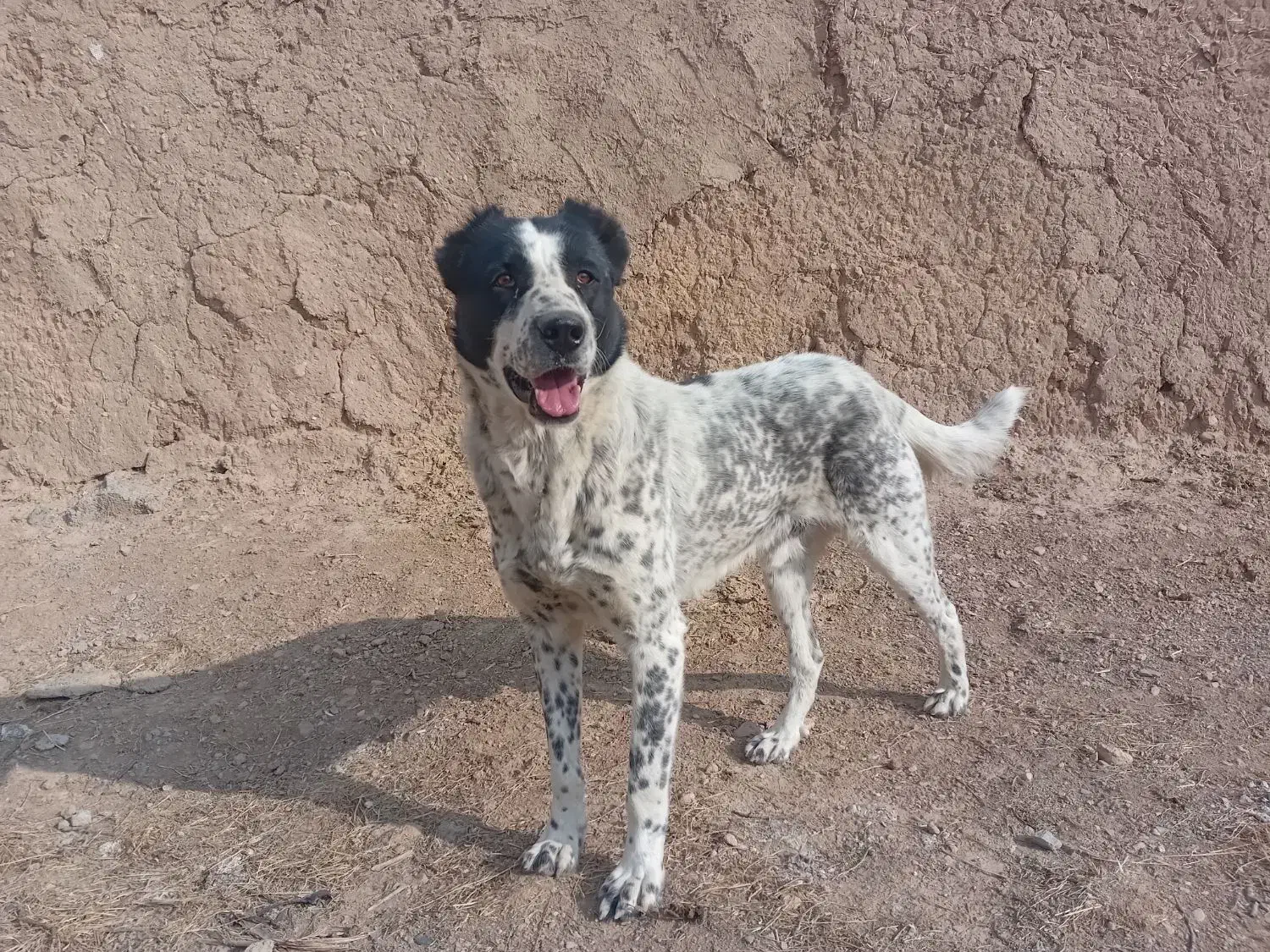 سگ گله نژاد قدریجانی قیمت ۲۵۰۰۰۰۰تومان|سگ|خمین, |دیوار