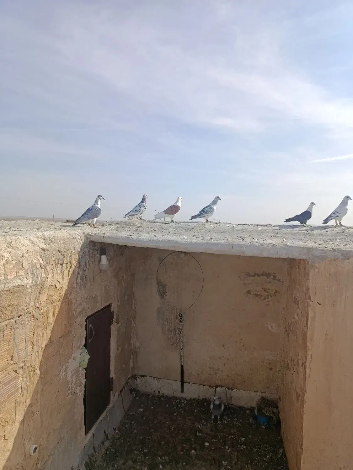 کفتر هوایی قلدور بوم خودم|پرنده|فرح دشت, |دیوار