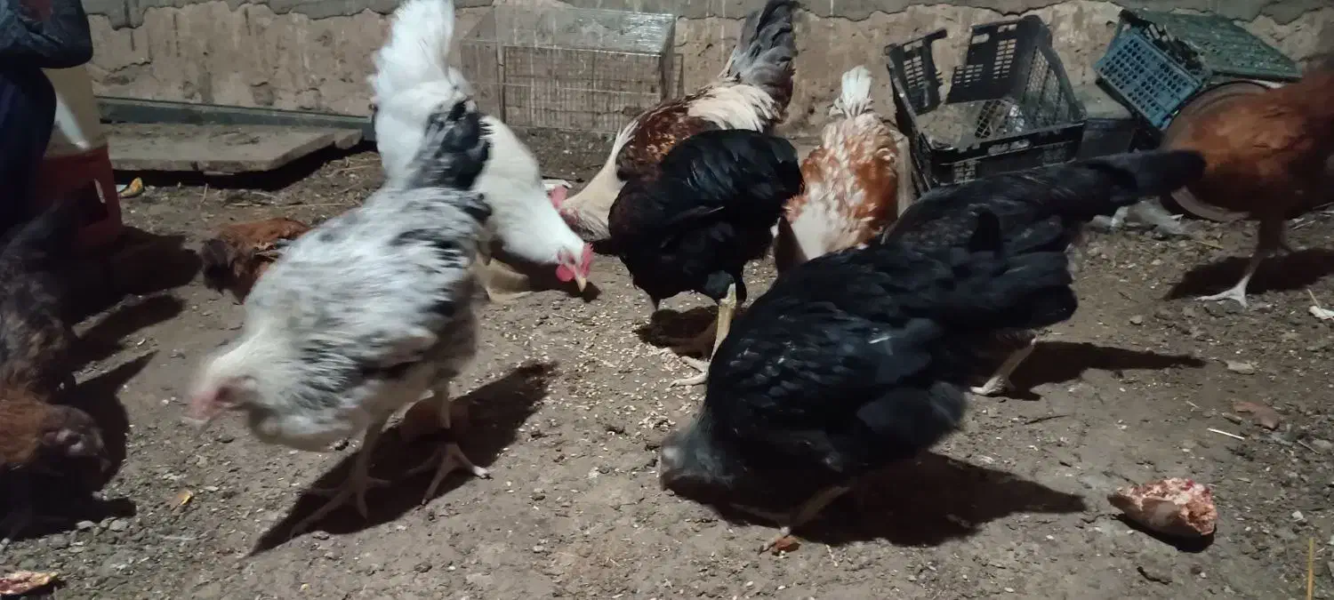 مرغ و خروس|حیوانات مزرعه|مهدی شهر, |دیوار