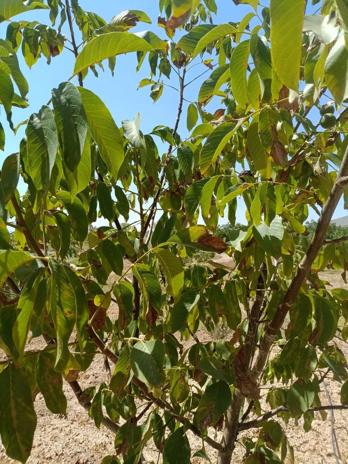 باغ زراعی قیمت مناسب|فروش دفتر صنعتی، کشاورزی، تجاری|سامان, |دیوار