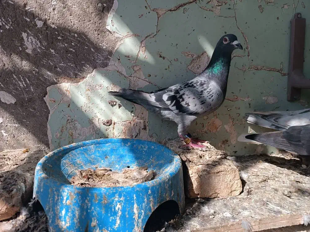 کبوتر دورگ|پرنده|کرخه, |دیوار