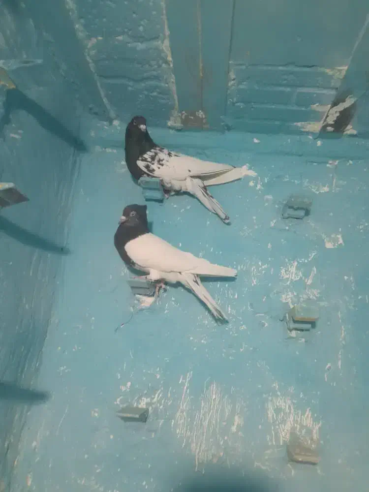 نر ماده سر سیاه|پرنده|پاریز, |دیوار