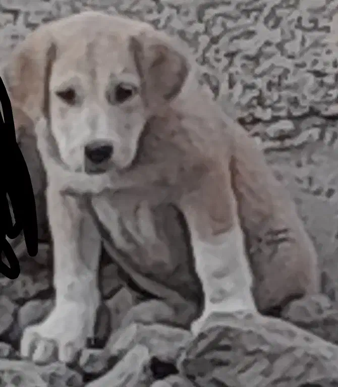 سگ عراقی واگذاری|سگ|مشگین شهر, |دیوار