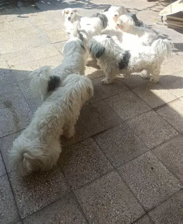 واگذاری یک عدد شیتزو تریر|سگ|شیراز, درکی|دیوار