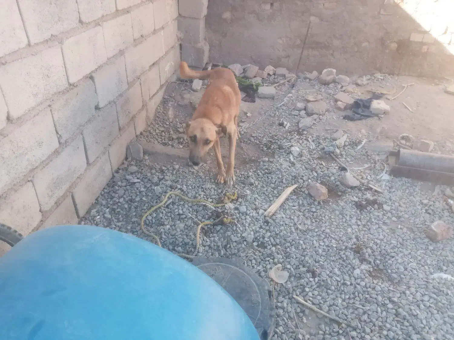 سلام کمد فروشی سک معاوضه میکنم با یک سک دیکه|جاکفشی، کمد، دراور|خاش, |دیوار