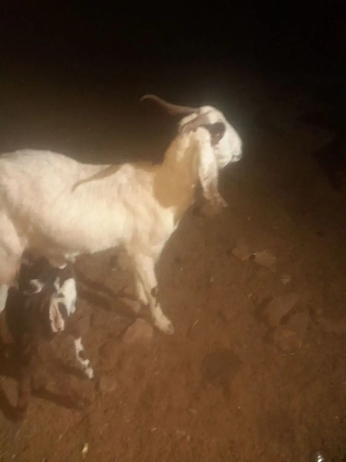 یک عدد بز زاییده دوقلو|حیوانات مزرعه|سبزوار, قصبه غربی|دیوار