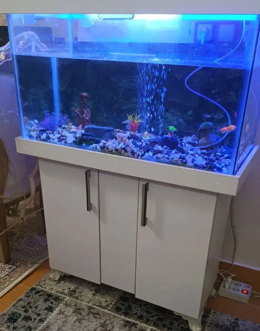 آکواریوم بزرگ|ماهی|اردبیل, |دیوار