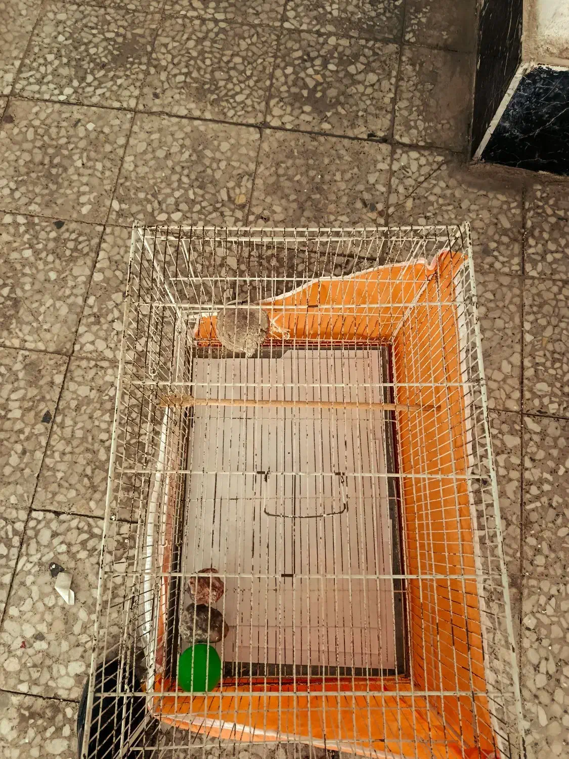 قفس  پرنده|لوازم جانبی حیوانات|قدس, شهر‌قدس|دیوار