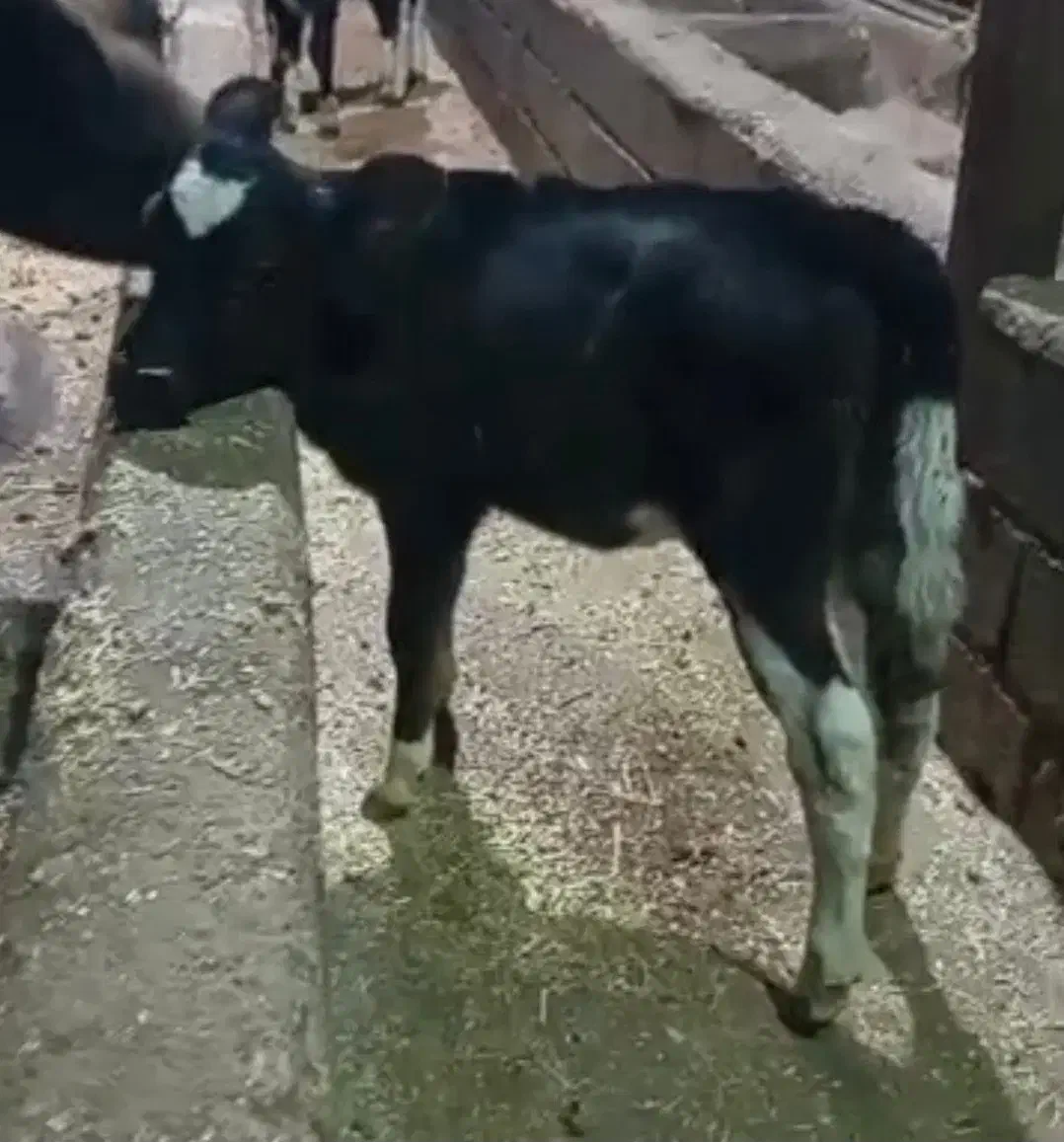 گاو گوساله|حیوانات مزرعه|چمستان, |دیوار