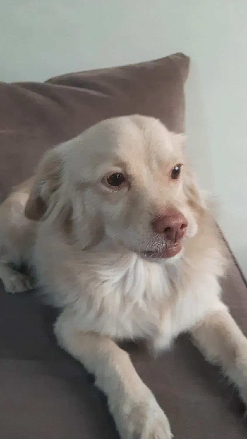 این بچه رو ازدست یه دزد گرفتم پت شمانیست|حیوانات|پردیس, فاز ۹|دیوار