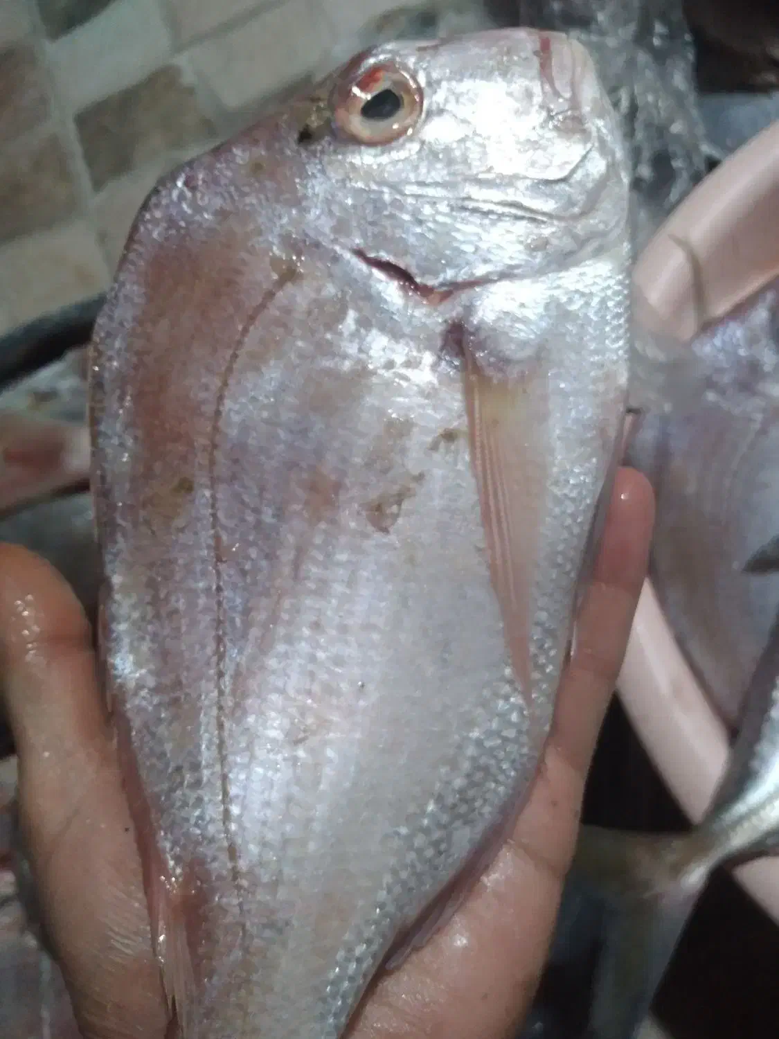 ماهی|ماهی|برازجان, |دیوار