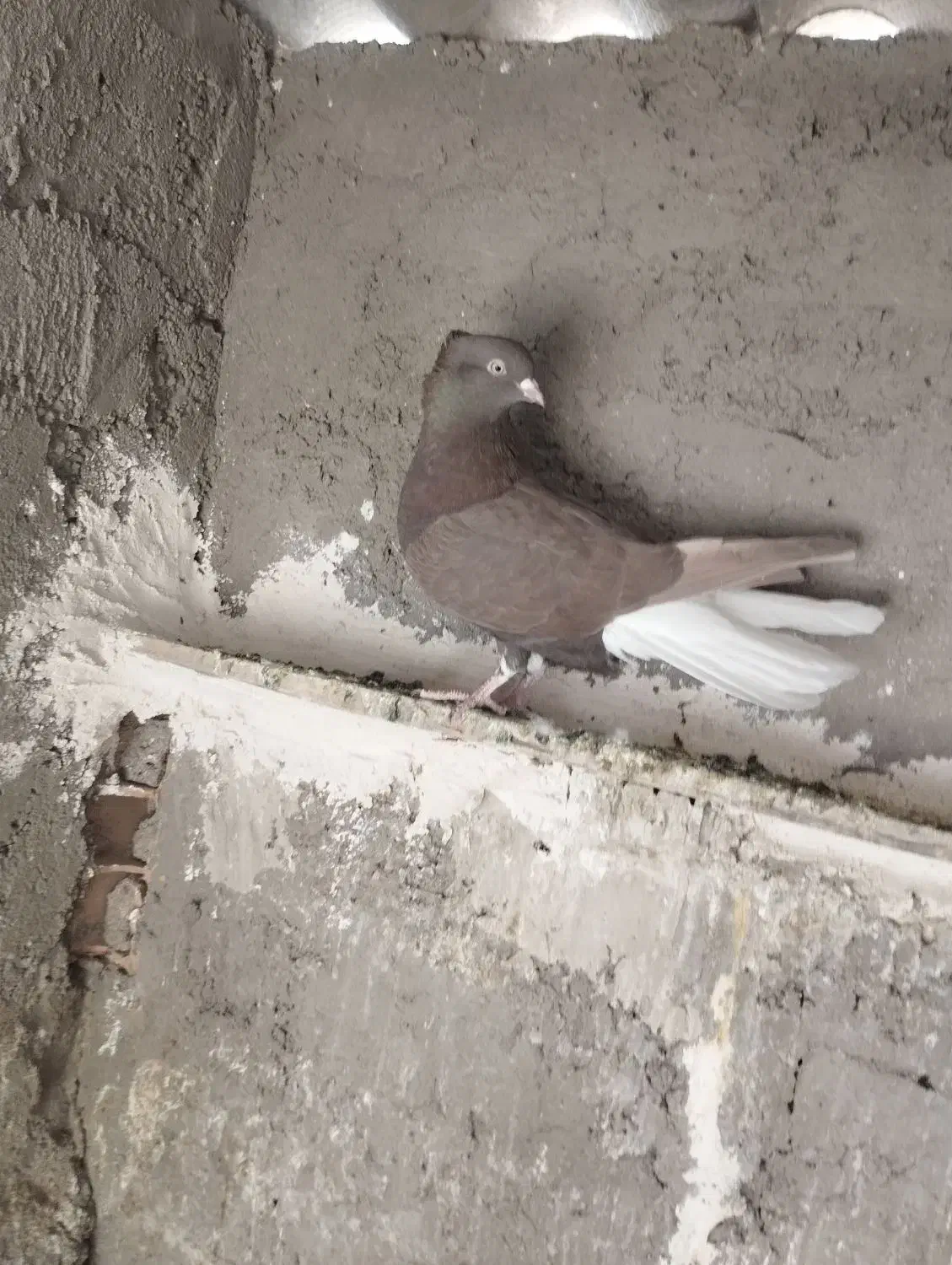 دم سفید|پرنده|محمدیه-قزوین, |دیوار