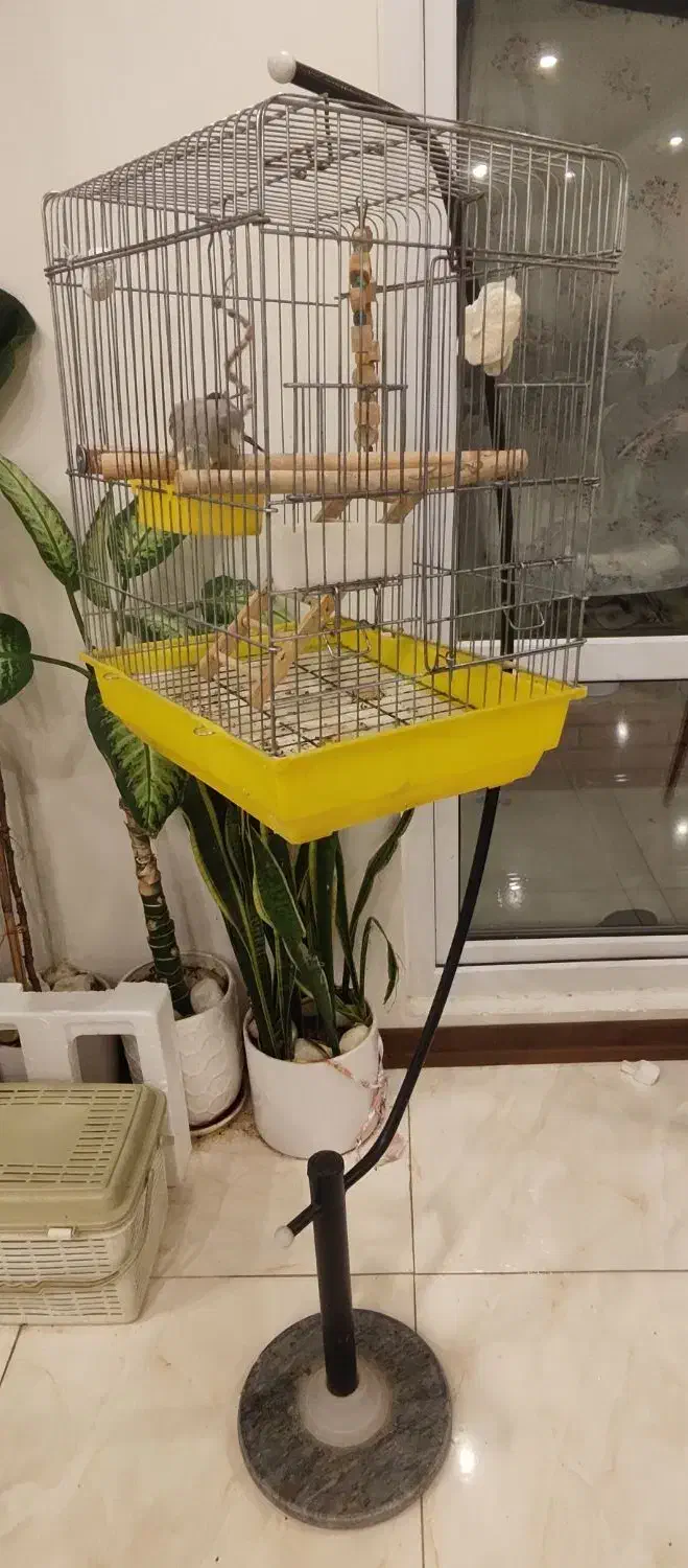 عروس هلندی|پرنده|شهریار, شهرک وائین|دیوار