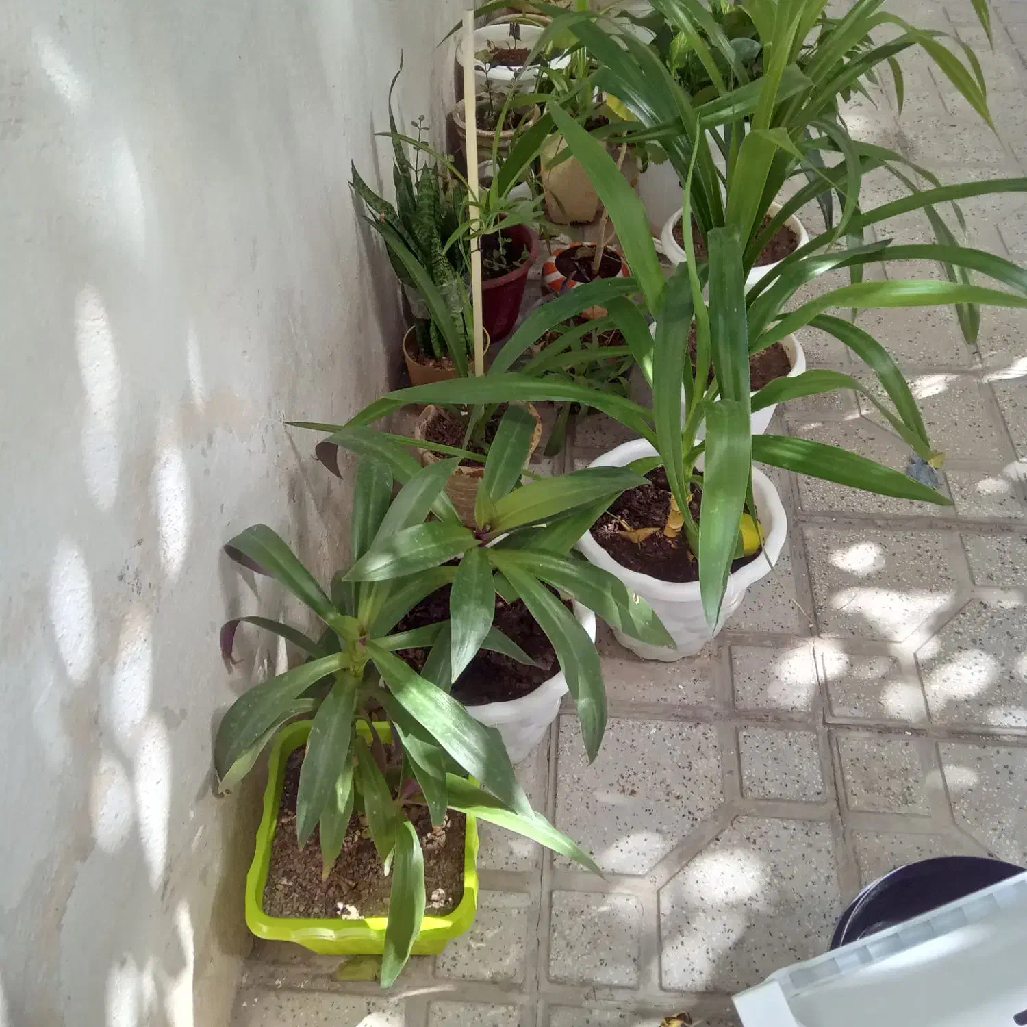 گل متفاوت|گل و گیاه طبیعی|شیراز, درکی|دیوار