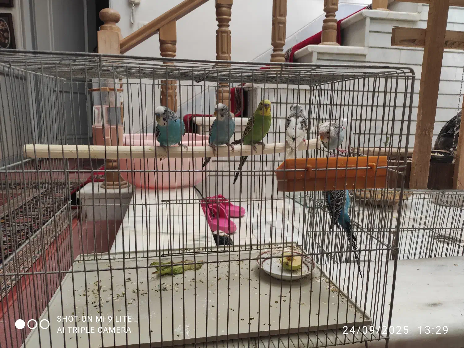 مرغ عشق|پرنده|اصفهان, کشاورزی|دیوار