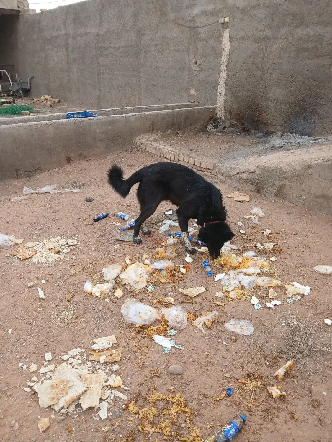 سگ نگهبان|سگ|قم, ولیعصر|دیوار