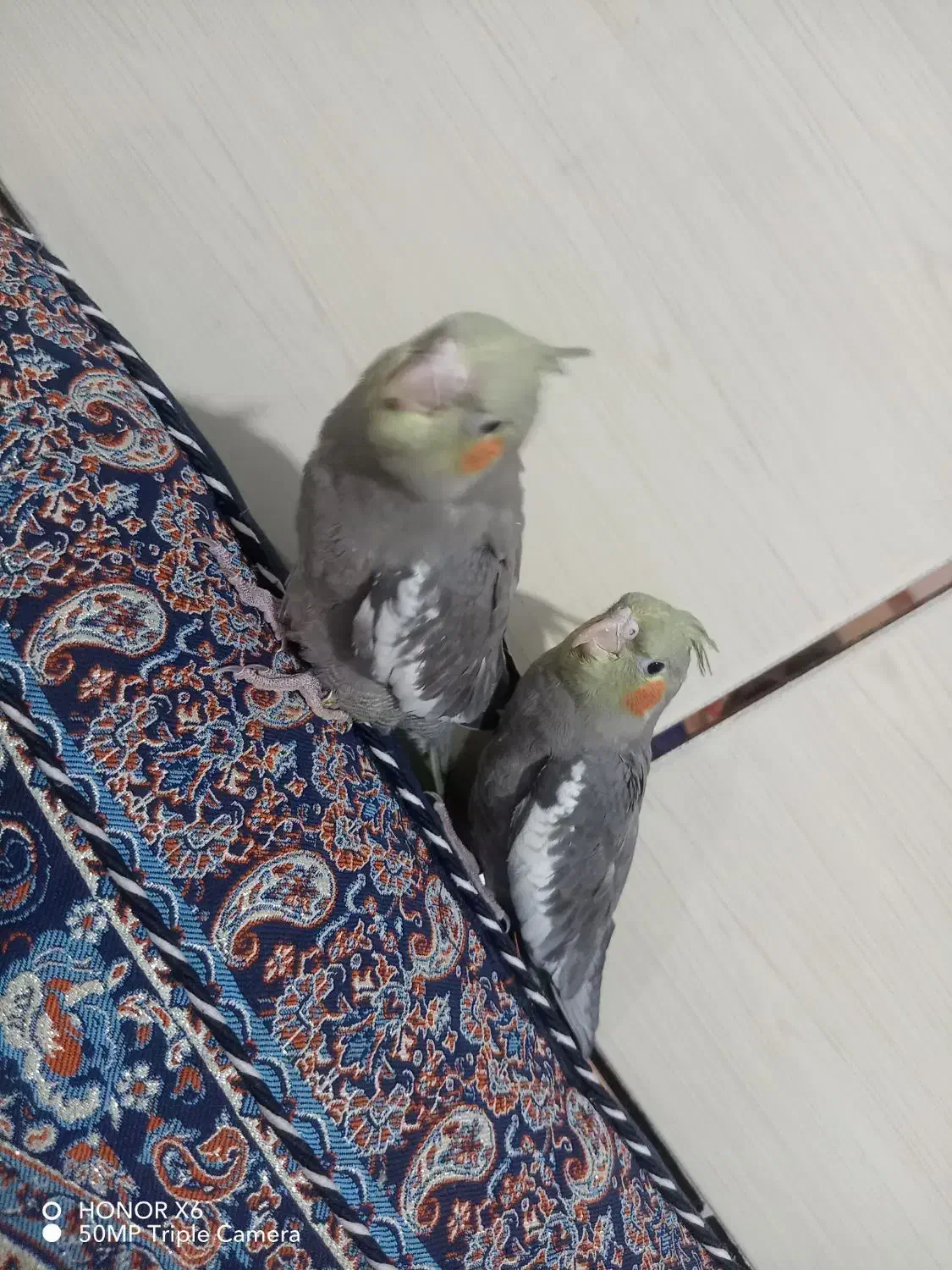 جوجه عروس هلندی|پرنده|کرمان, |دیوار