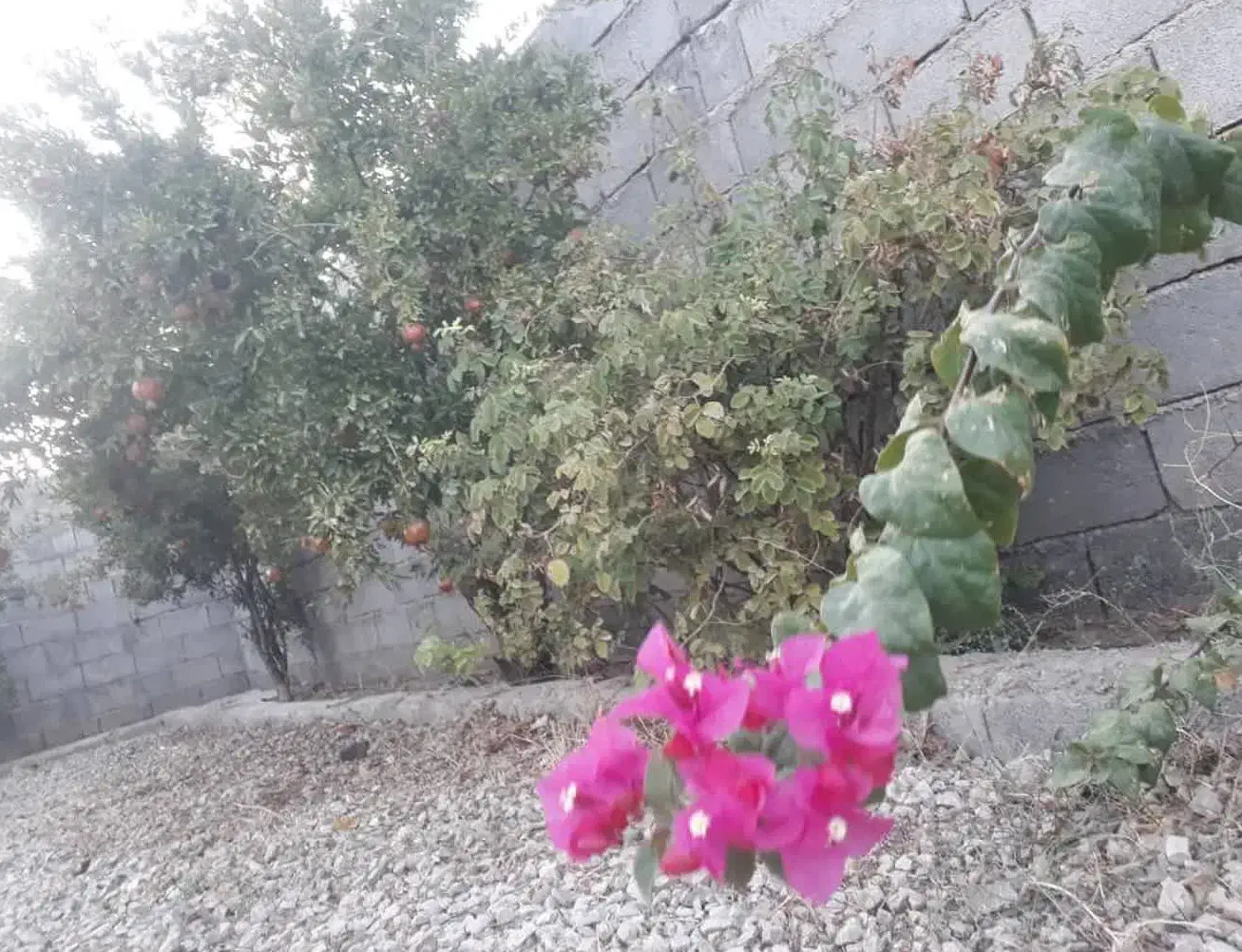 زمین ۱۲۰ متری پدیده|فروش زمین و ملک کلنگی|کاشان, دشت لتحر|دیوار