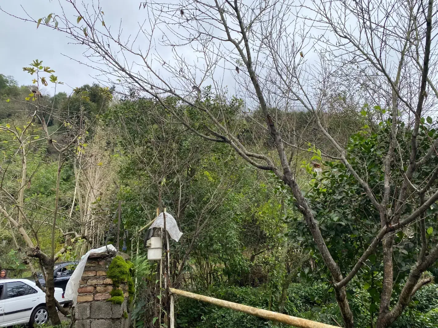 خانه کاه گلی روستای ویو دار گیلان همراه باغ چای|فروش زمین و ملک کلنگی|اطاقور, |دیوار