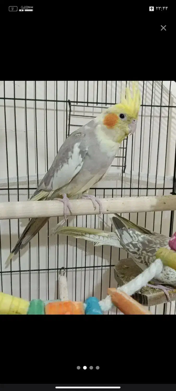 عروس هلندی|پرنده|پاکدشت, پاکدشت (مامازند)|دیوار