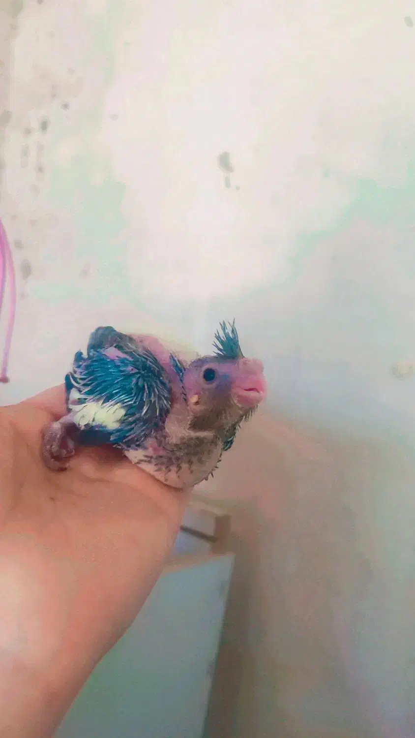 جوجه عروس هلندی|پرنده|ماکو, |دیوار